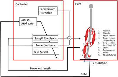 Exploring the Contribution of Proprioceptive Reflexes to Balance Control in Perturbed Standing